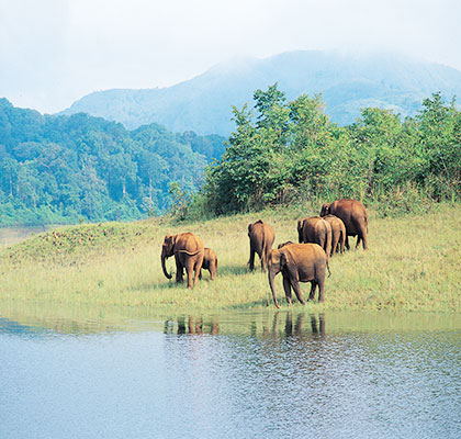 Thekkady - Kerala